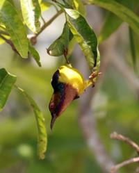 Sunbird - Kuala Tahan